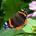 Red Admiral (Vanessa atalanta) Alan Prowse